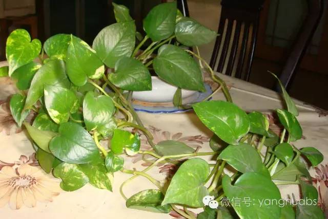 绿萝开始叶子发黄给他上什么肥料,绿萝浇啤酒后叶子突然发黄怎么办