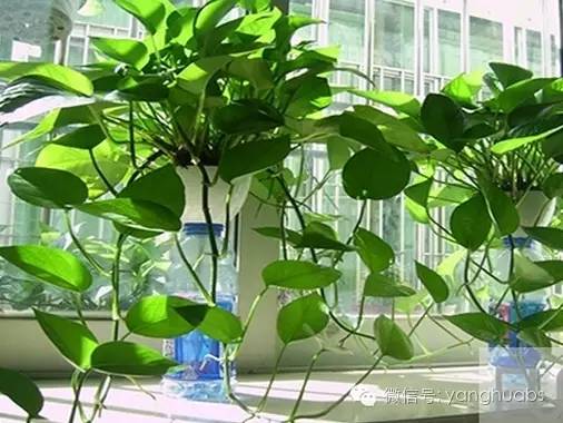 绿萝开始叶子发黄给他上什么肥料,绿萝浇啤酒后叶子突然发黄怎么办