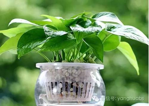 绿萝开始叶子发黄给他上什么肥料,绿萝浇啤酒后叶子突然发黄怎么办