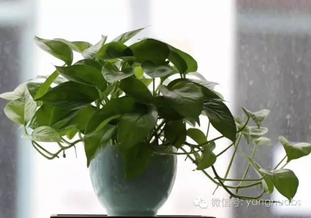 绿萝开始叶子发黄给他上什么肥料,绿萝浇啤酒后叶子突然发黄怎么办