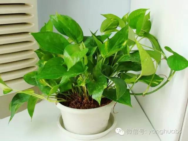 绿萝开始叶子发黄给他上什么肥料,绿萝浇啤酒后叶子突然发黄怎么办