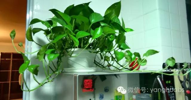 绿萝开始叶子发黄给他上什么肥料,绿萝浇啤酒后叶子突然发黄怎么办