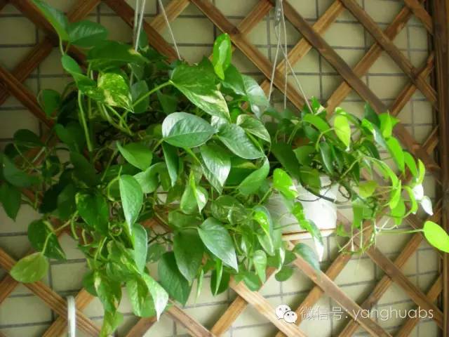 绿萝开始叶子发黄给他上什么肥料,绿萝浇啤酒后叶子突然发黄怎么办