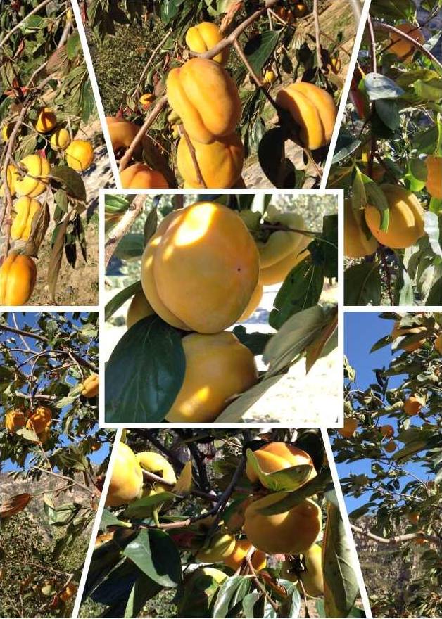 房山田园风情农业园,房山农业园