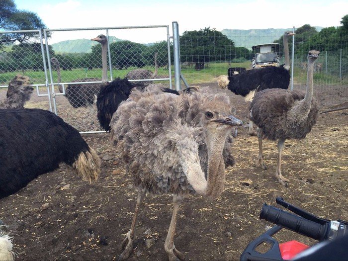 毛里求斯豪华游旅游攻略,浪漫的巴厘岛之旅