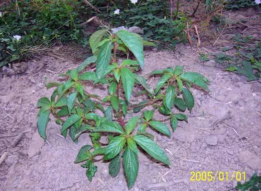 玉米田阔叶杂草怎么除,玉米田禾本科杂草怎么除