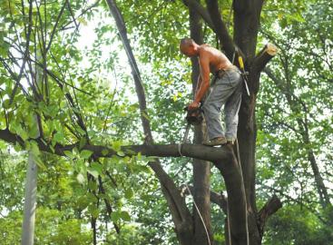 腰插*刀砍**足蹬脚扣“都市伐木人”从山野转战街巷