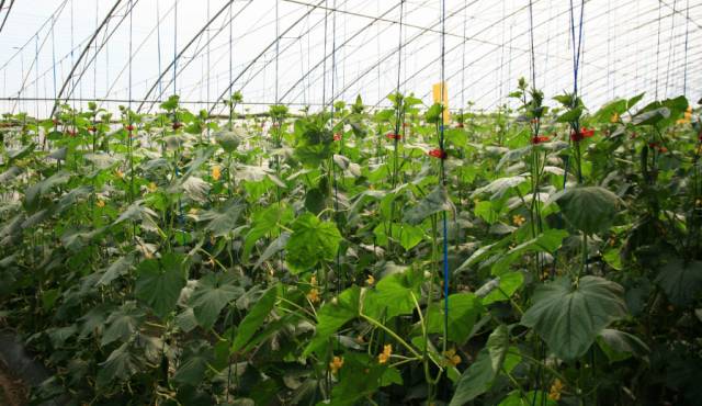 房山田园风情农业园,房山农业园