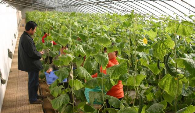 房山田园风情农业园,房山农业园