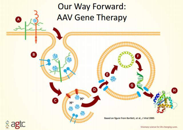 基因治疗auc法,基因疗法眼疾