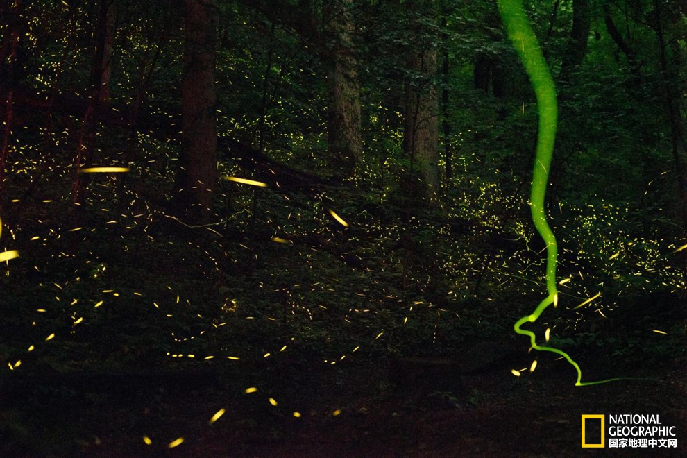 萤火虫发光的奥秘视频,萤火虫发光的奥秘图片
