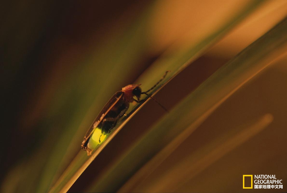 萤火虫发光的奥秘视频,萤火虫发光的奥秘图片