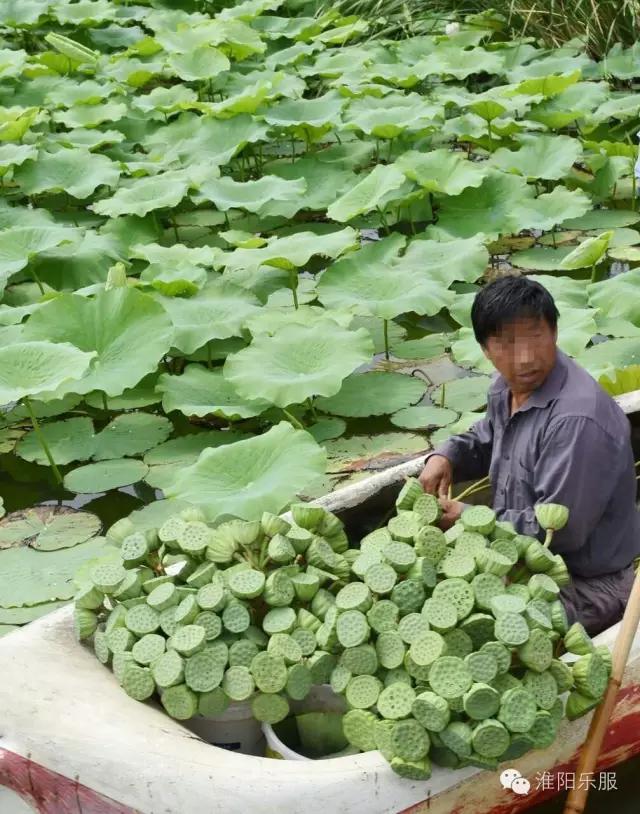 周口淮阳区龙湖赏荷,淮阳赏荷旅游开幕时间