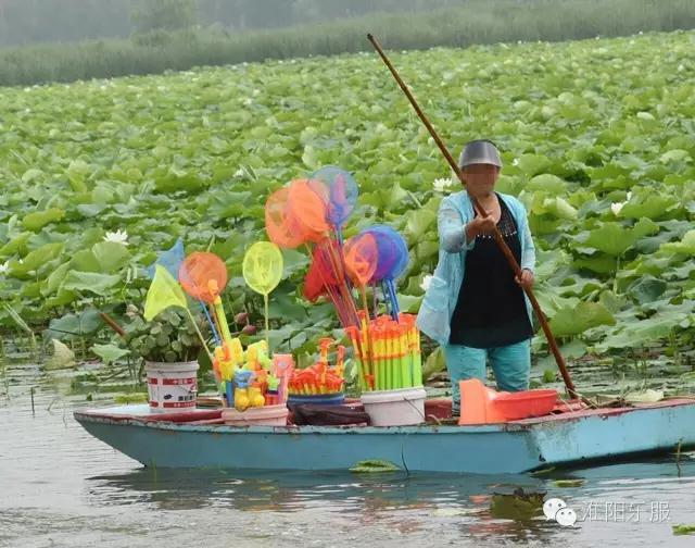 周口淮阳区龙湖赏荷,淮阳赏荷旅游开幕时间