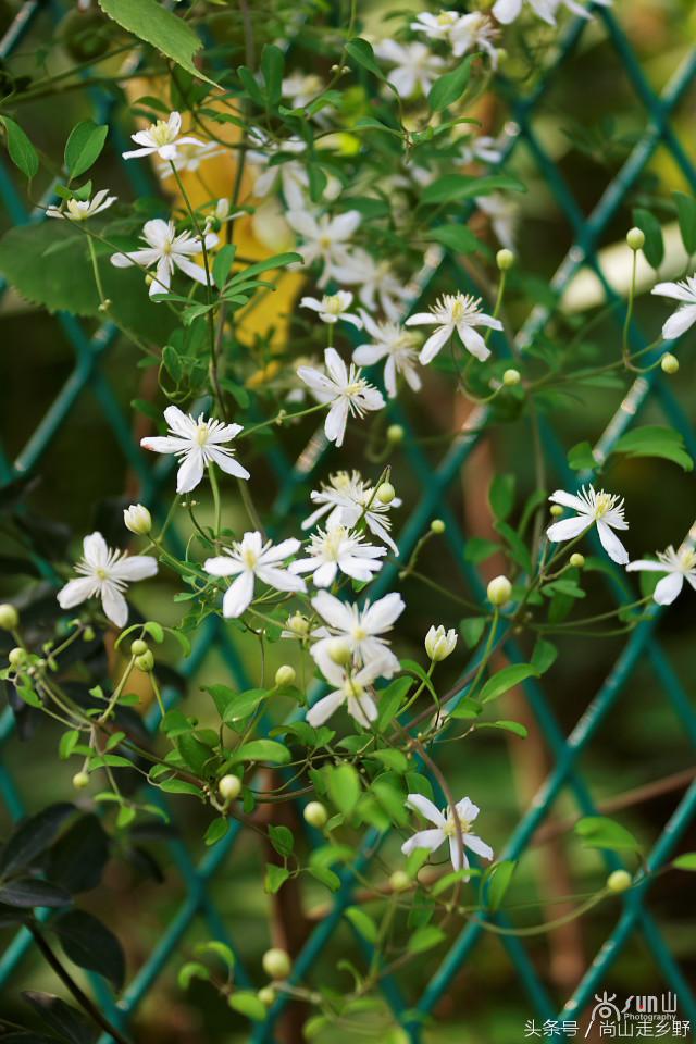 开满山野的它有“藤本花卉皇后”之称,可治虫蛇咬伤!