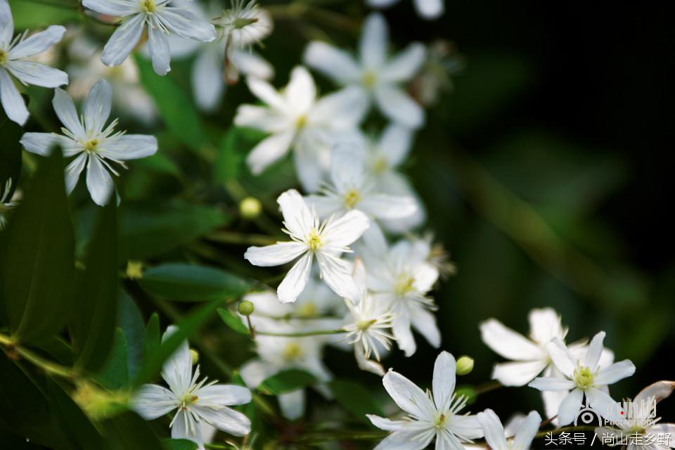 开满山野的它有“藤本花卉皇后”之称,可治虫蛇咬伤!