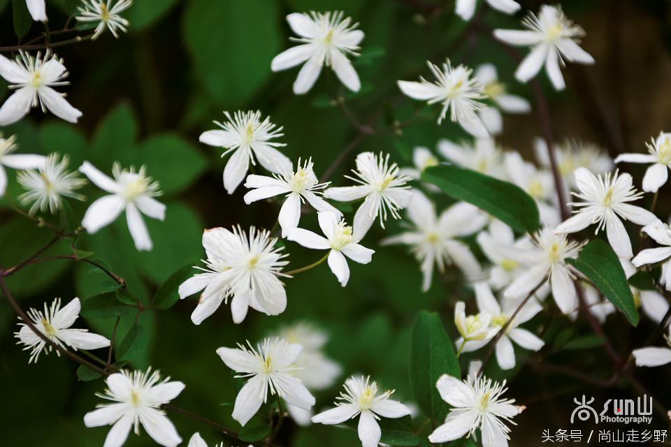 开满山野的它有“藤本花卉皇后”之称,可治虫蛇咬伤!