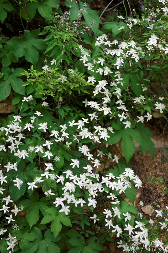 开满山野的它有“藤本花卉皇后”之称,可治虫蛇咬伤!