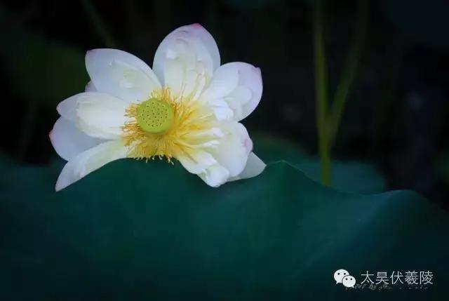 淮阳龙湖荷花视频,淮阳龙湖看荷花