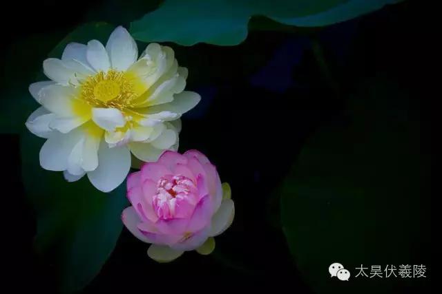 淮阳龙湖荷花视频,淮阳龙湖看荷花