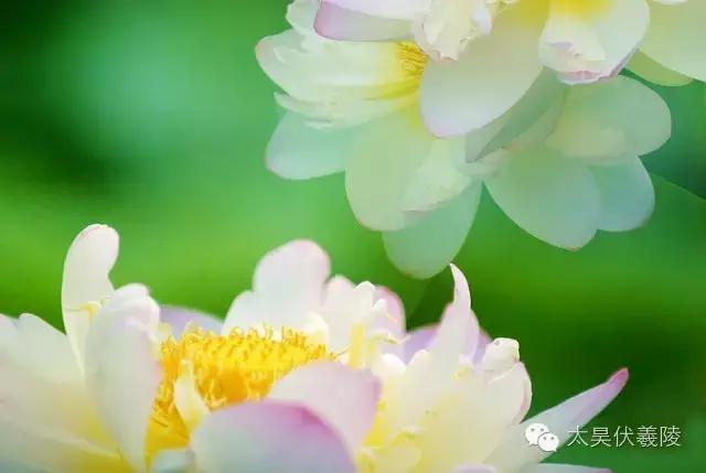 淮阳龙湖荷花视频,淮阳龙湖看荷花