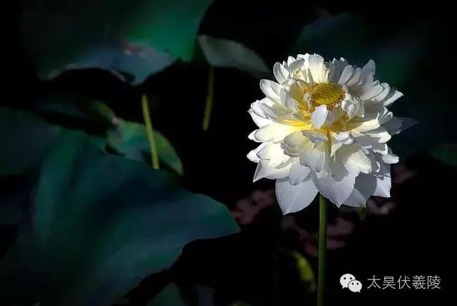 淮阳龙湖荷花视频,淮阳龙湖看荷花