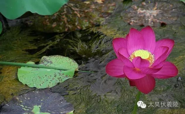 淮阳龙湖荷花视频,淮阳龙湖看荷花