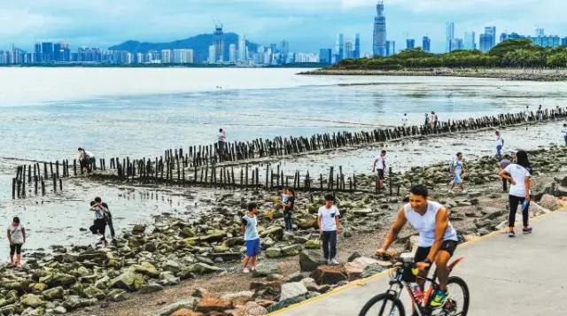 还你一个五星级的深圳湾！水质变清，小鱼小虾都回来啦