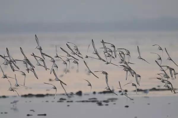 还你一个五星级的深圳湾！水质变清，小鱼小虾都回来啦