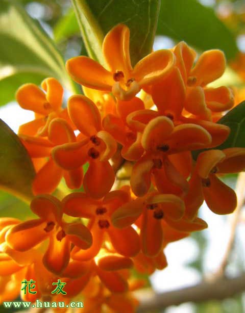 什么桂花品种最香,哪个桂花品种最香