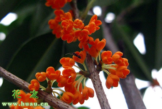 什么桂花品种最香,哪个桂花品种最香