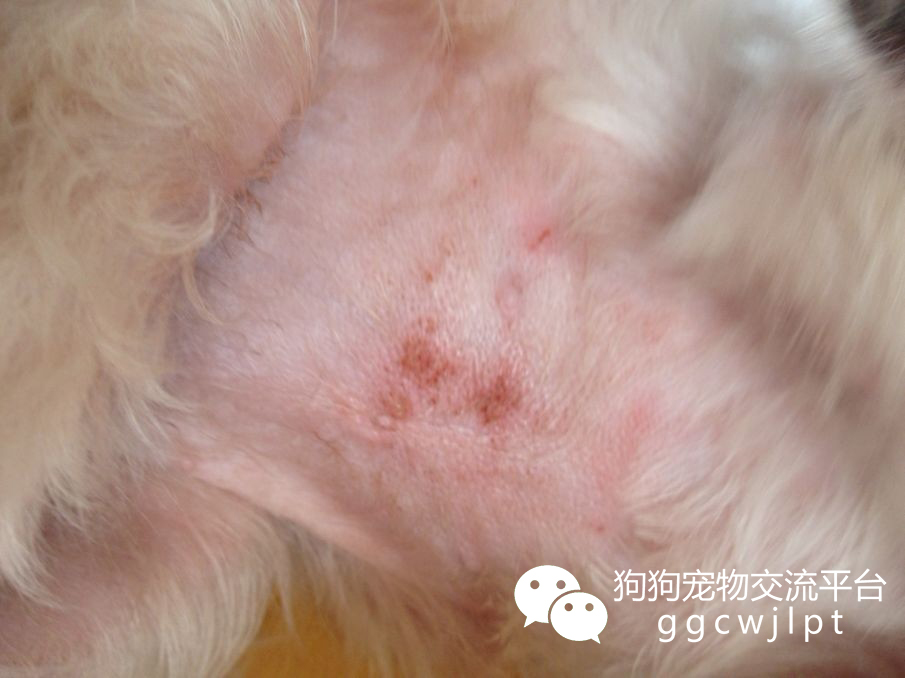 经验丨狗狗得了螨虫莫发愁掌握方法是关键！