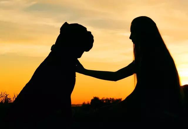 宠物可以治疗主人的疾病你知道么?