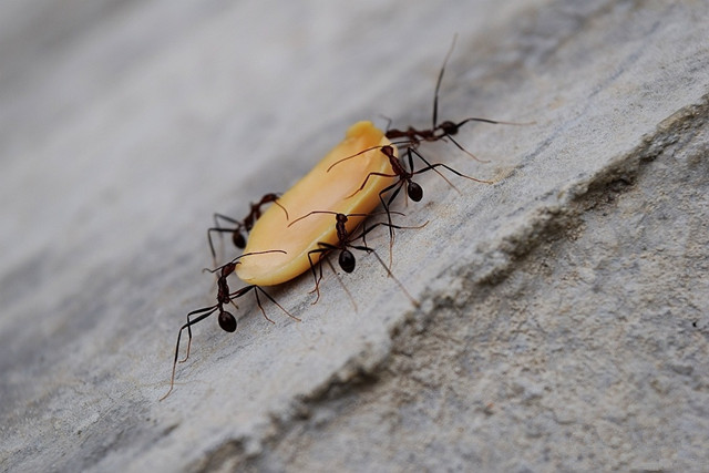 家里有蚂蚁谁有小偏方,家里有蚂蚁怎么办教你5个方法