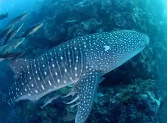 虽然你穷但是什么都懂,虽然你穷但是我爱你