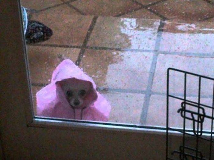 [囧图]大家都是装的，只有我是真正的咸鱼