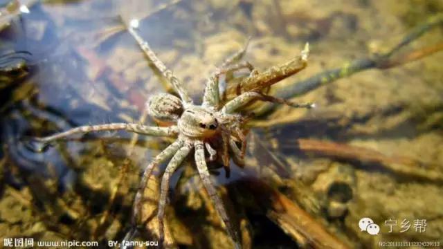 湖南乡村记实《童年杂记——虫伴》,值得一读!