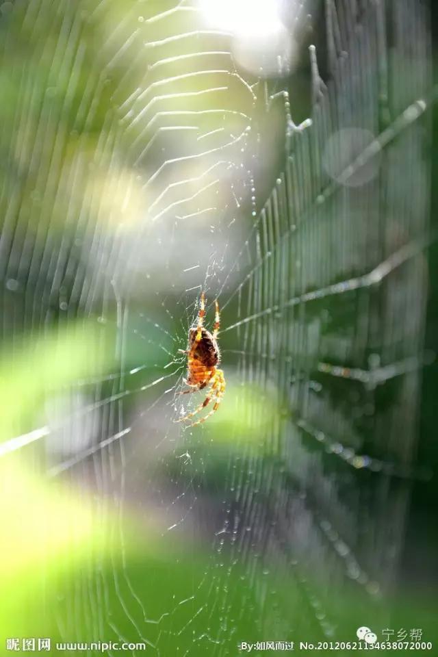 湖南乡村记实《童年杂记——虫伴》,值得一读!