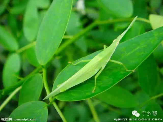 湖南乡村记实《童年杂记——虫伴》,值得一读!