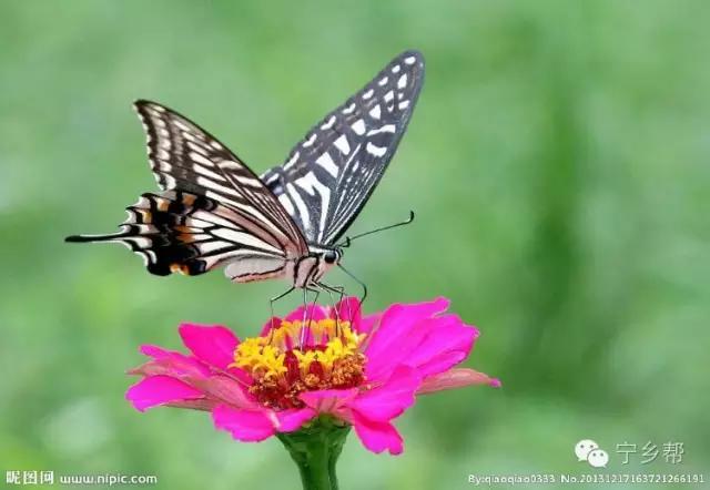 湖南乡村记实《童年杂记——虫伴》,值得一读!