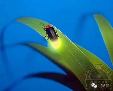 湖南乡村记实《童年杂记——虫伴》,值得一读!