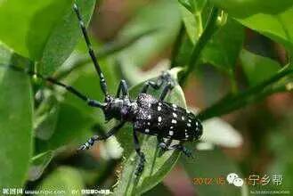 湖南乡村记实《童年杂记——虫伴》,值得一读!