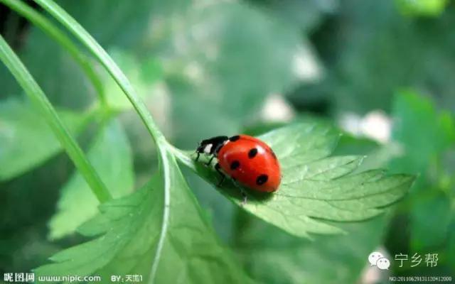 湖南乡村记实《童年杂记——虫伴》,值得一读!