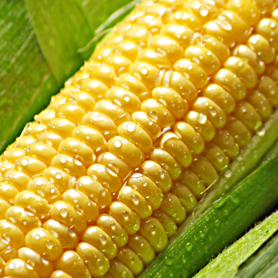 去日本买进口马桶盖,去日本买马桶盖