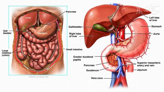 吃啥菜能清理肠道垃圾,清理肠道垃圾和油的药
