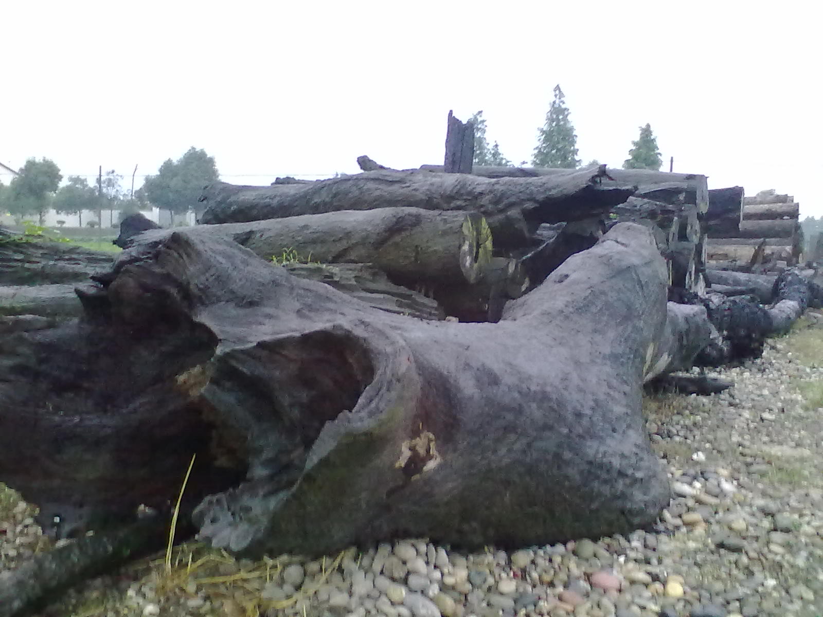 东方神木乌木金丝楠阴沉木,巨大乌木是阴沉木