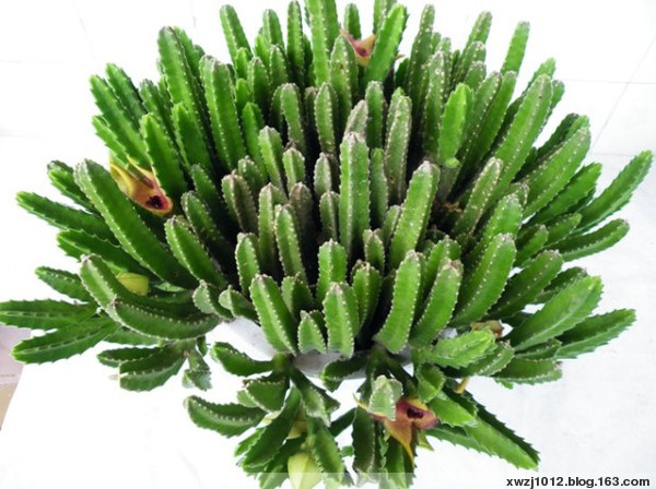 神奇的沙漠美丽的景观,神奇的物种沙漠生活