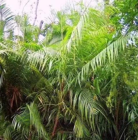 顺白星月菩提单圈搭配,顺白星月菩提为什么便宜了