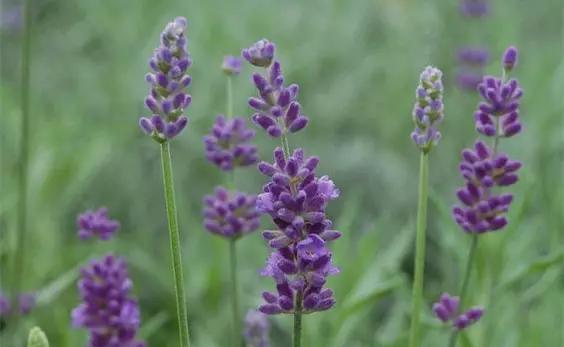 种一盆香水熏衣草，然后把它变成花糖和饼干！