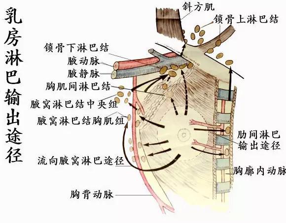用脱毛膏脱唇毛的危害,用脱毛膏脱腋毛会不会患癌